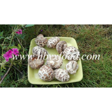 Weiße Blume Pilze getrockneter Shiitake